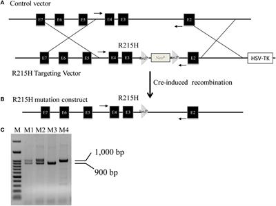 Neuroligin 2 R215H Mutant Mice Manifest Anxiety, Increased Prepulse Inhibition, and Impaired Spatial Learning and Memory